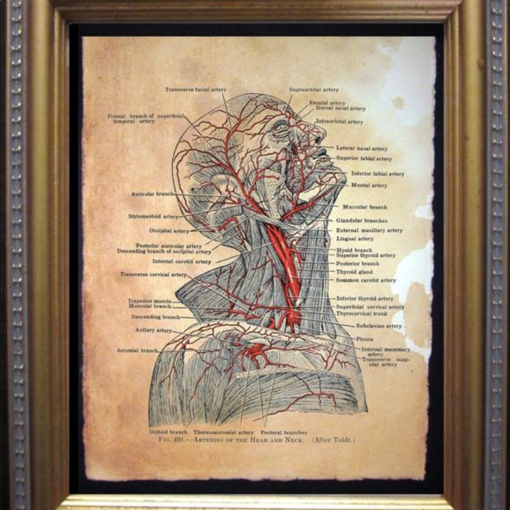 Vintage Arteries of Head and Neck Tea Stain Print